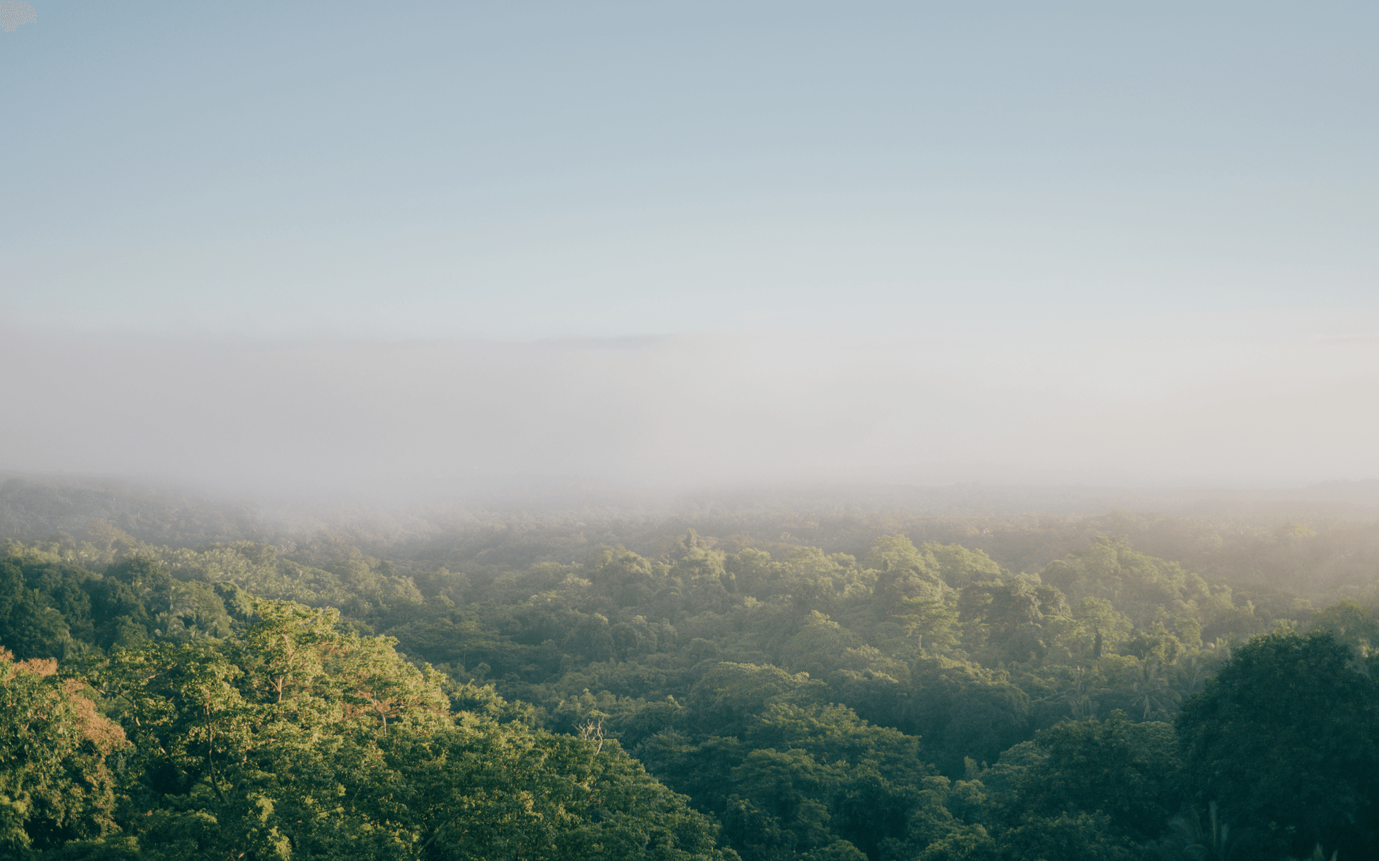 Forest landscape